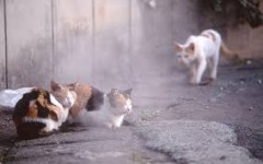 【お題日記】ストレスが溜まった時にする事