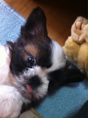 【お題日記】「愛してる」って素直に言えますか？