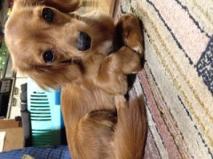 【お題日記】あなたの1番くつろげる時間