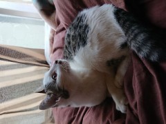 保護したニャンコ