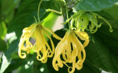 Hに香りの演出は重要？