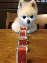 バター犬実際に試したことある？