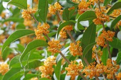 好きな人の匂い気になる？