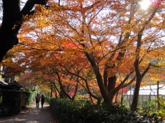 【お題日記】この秋にやりたいこと！