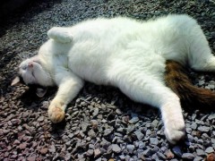 悪しき習慣････（途中休憩）