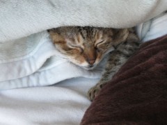 風邪引き・・・