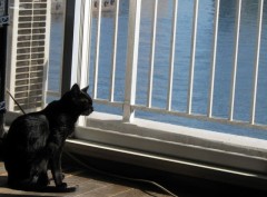 クリア　バック