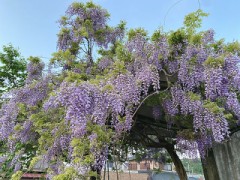 (*´ `*)おはよ~♪