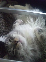 【お題日記】生まれ変わったら何になりたい？