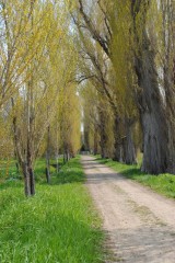 ポプラ並木の散歩