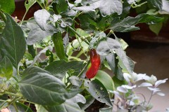 ベランダで栽培