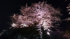 【お題日記】桜ソングは好き？