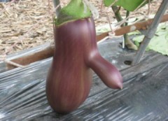 【お題日記】やらなきゃよかった体験