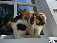 癒されるーー♪ホームズ