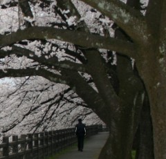 桜って綺麗ですね