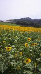 ひまわり