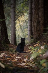 焼きそばパンが好きです