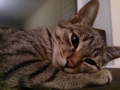 【お題日記】ゲームする時に攻略本やサイト利用する？