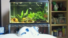 朝寝ぼうしてるみたい・・・