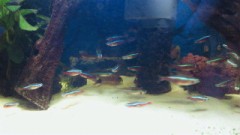 【お題日記】顔から火が出た経験