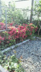 【お題日記】好きな花の種類