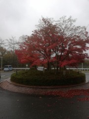 【お題日記】秋の行楽はどこに行った？