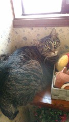 ひさびさの、うちの猫です。