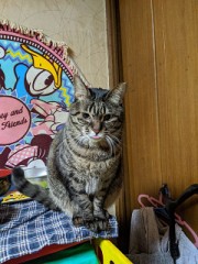 家のねこ