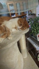 内のねこ