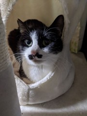 白・黒のねこ