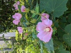 暑いなか、涼しくさいてましたよ。