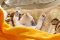 眠いけど眠れないの