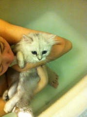 最近暮らし始めた男のコ