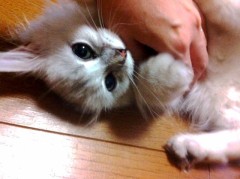 ナデナデ猫ニャン