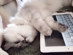 続編 そうだ京都行こう