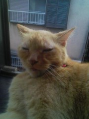 諦めが良すぎかなぁ？