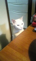 【お題日記】高望みしちゃダメですか？