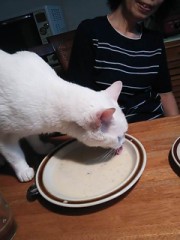 猫の手は借りたいが･･･