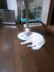 だら猫･･･(-｡-)y-ﾟ