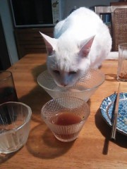 ジュン様は熱中症