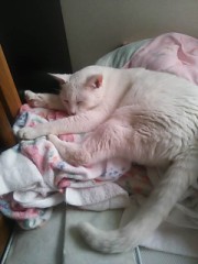 【お題日記】今日はボウリングの日、ハイスコアいくつ？