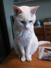 【お題日記】遅刻決定。寝坊からの言い訳教えて！