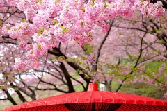 ずいぶんサボってしまいました^^;