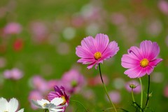 秋っぽくなりましたね^ ^