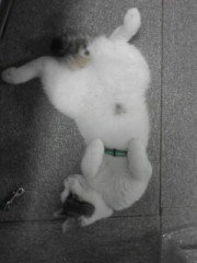 あっという間の秋ですよ。