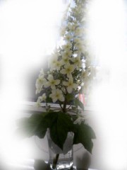 柏葉あじさい。