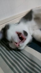 あなたの特殊能力はなに？