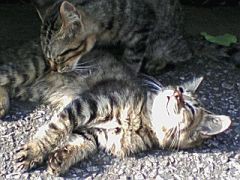 おはよーっお散歩いこっ♪