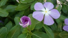 僕に任せてください