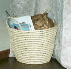 きゃあ　きっついかも。